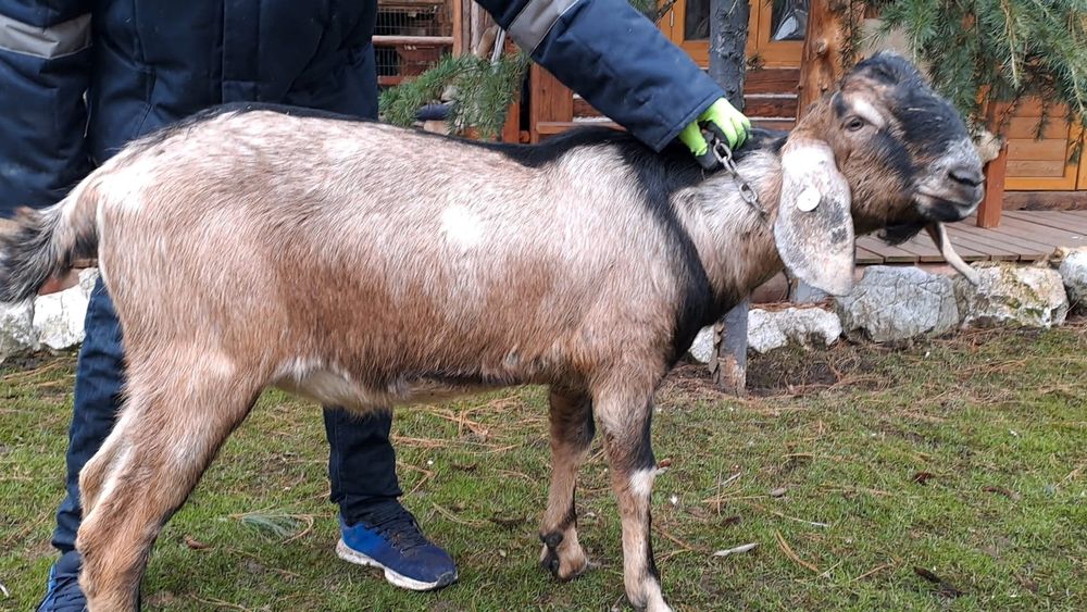 Vând 5iede si 2tapi Anglo Nubian