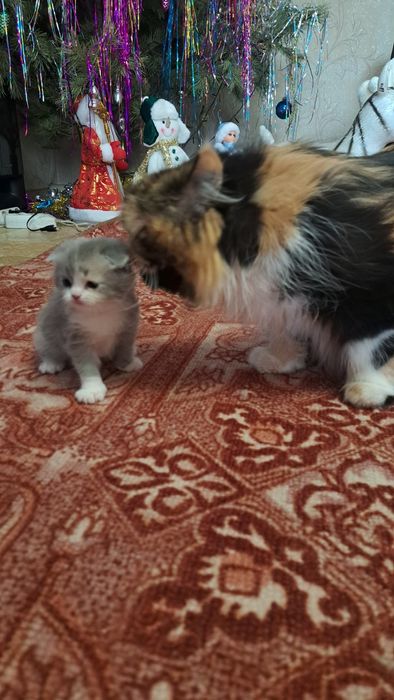 Персидские котята