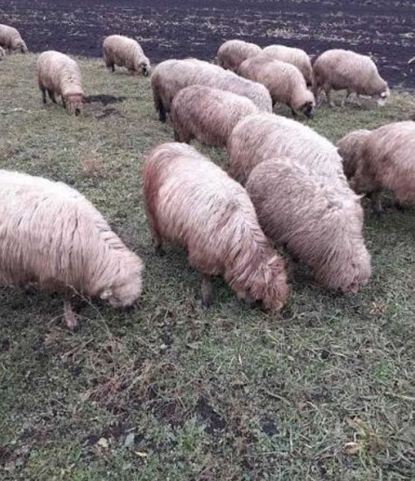 Vând oi și miei