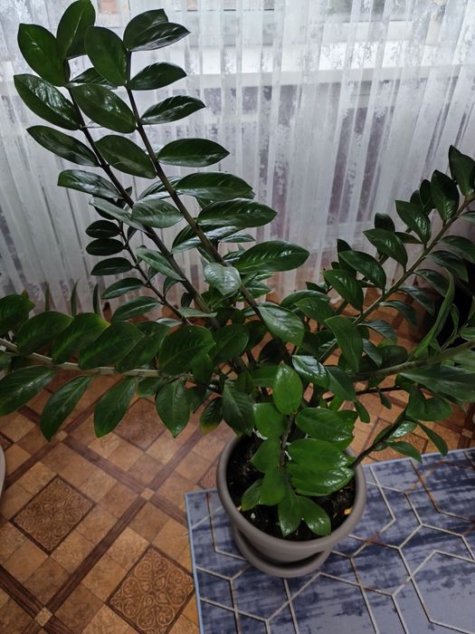 Продам Замиакулькас или долларовое дерево