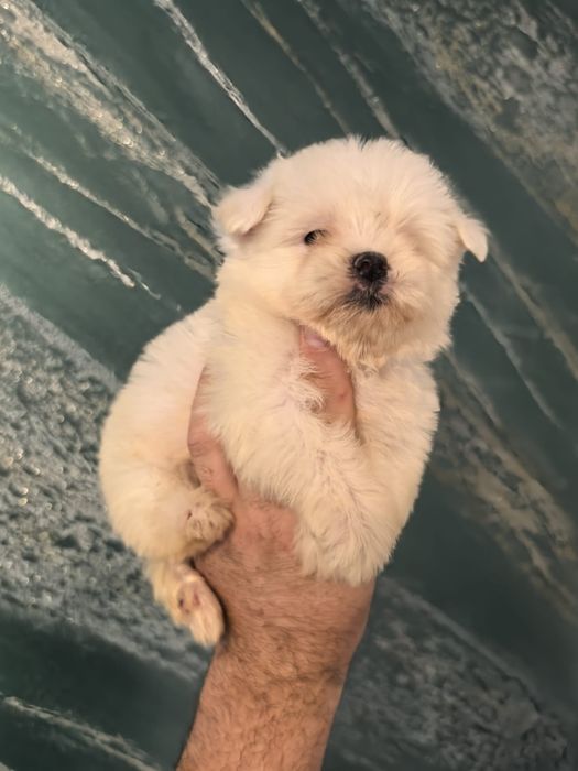 Maltez mini rasa pura bichon