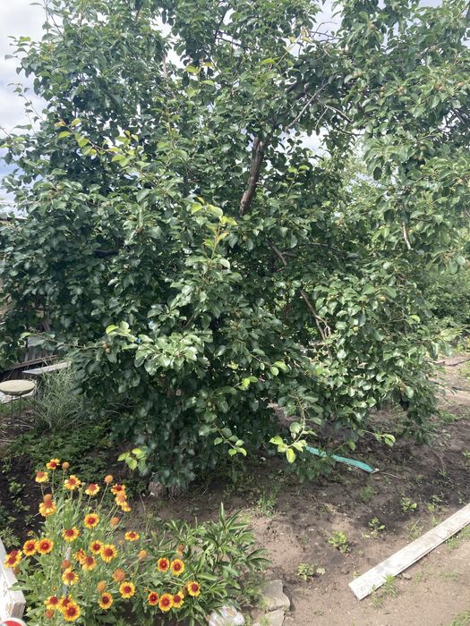 Сдам дачу в аренду с последующим выкупом