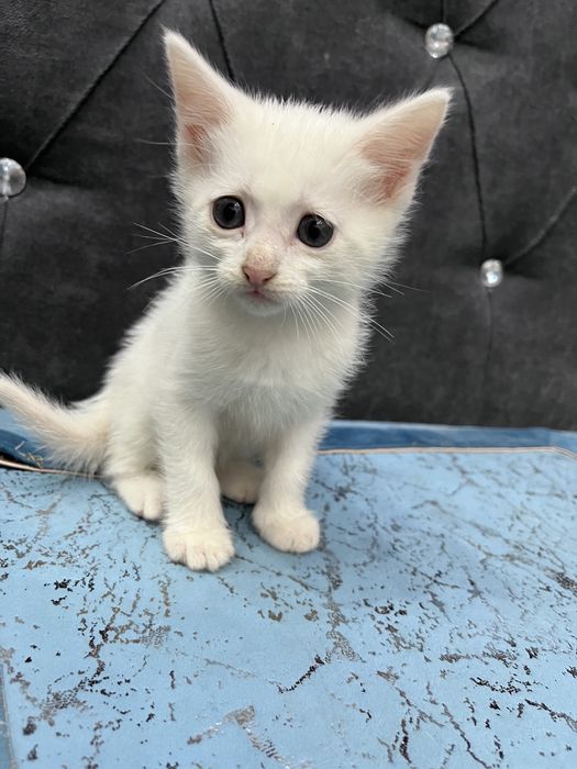 котята ищут дом