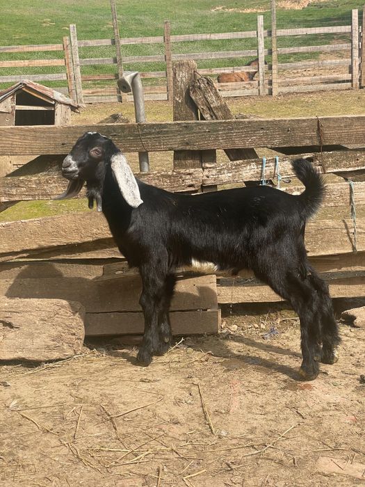 De vanzare tap tanar anglo nubian