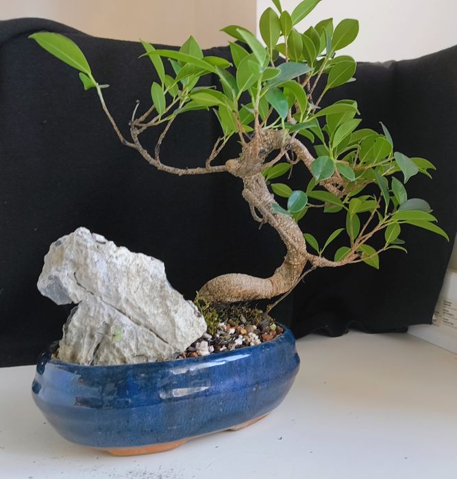 Pin ,ficus, ienupăr, carmona, podocarpus