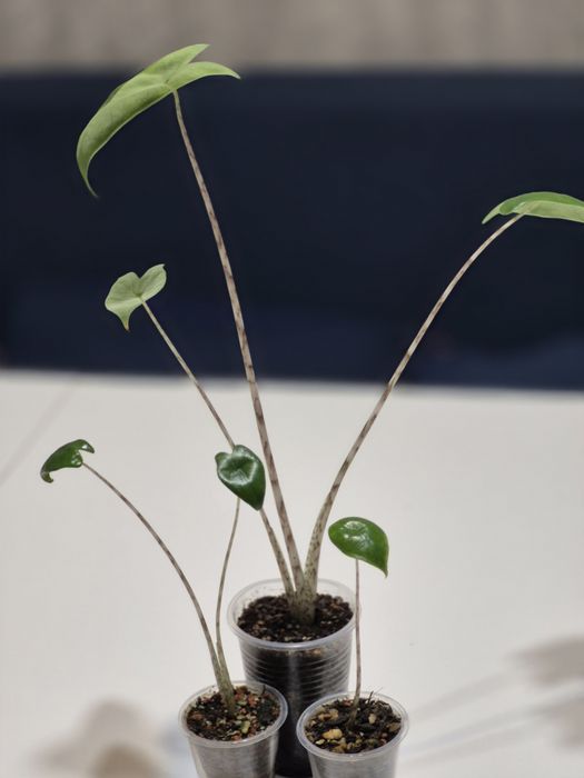 Комнатные цветы для дома