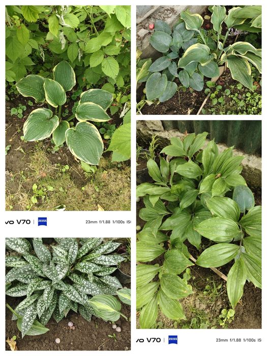 Пион розовый. Розы кустовые.