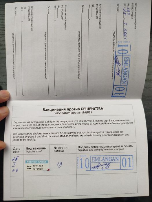 Британский Шиншилла