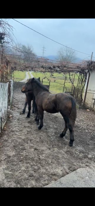 Manz de vanzare din parinti foarte buni