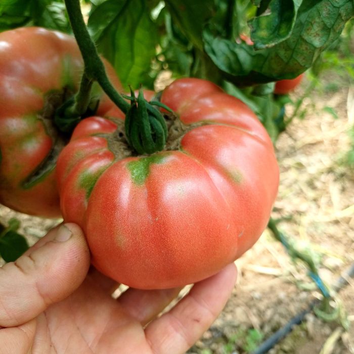 Продавам розов домат