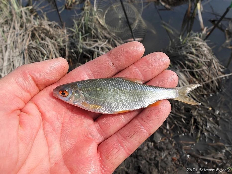 Продам живца сорогу