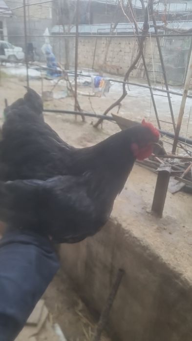 120000 xoʻroz sotiladi