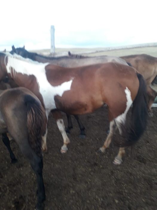 Байталка с жеребенком