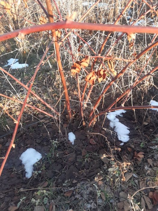 Ежебика сатлады Жақсы сорт,