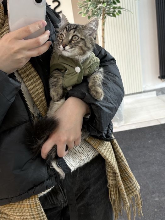 Котенок 4 месяца,мальчик