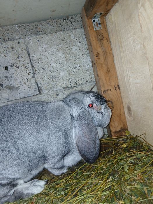 Vând iepuroaică berbec german gestantă!