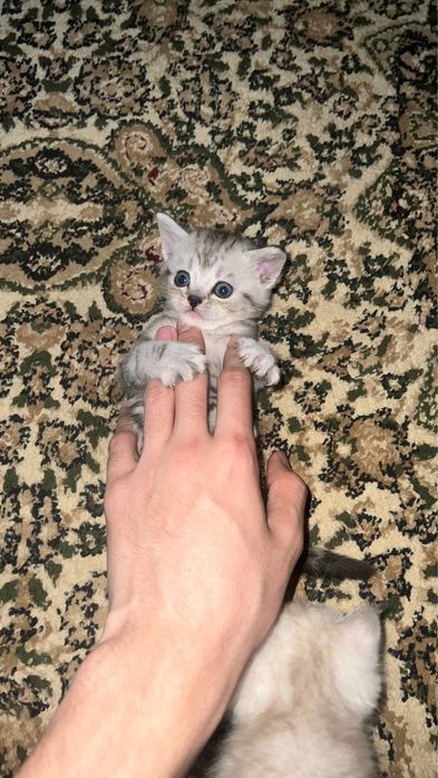 Продаются серебристий шиншилли котяти