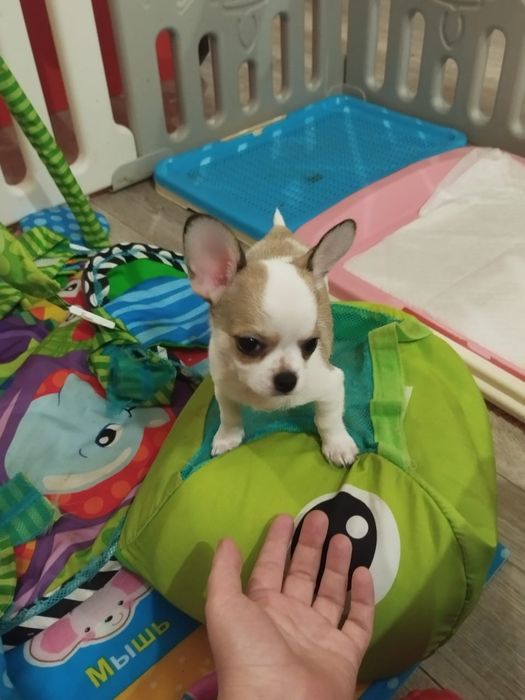 В продаже щенок Чихуахуа.