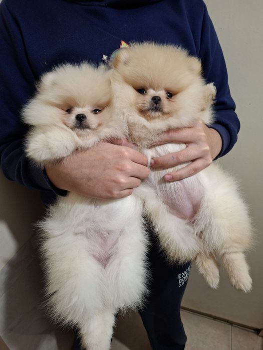 Померан малък шпиц момичета