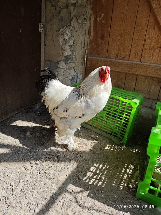 Продам петуха молодого