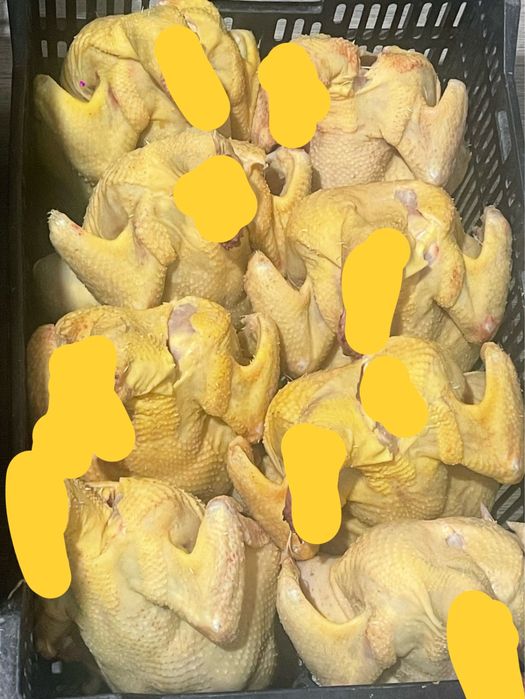 Бройлер домашний