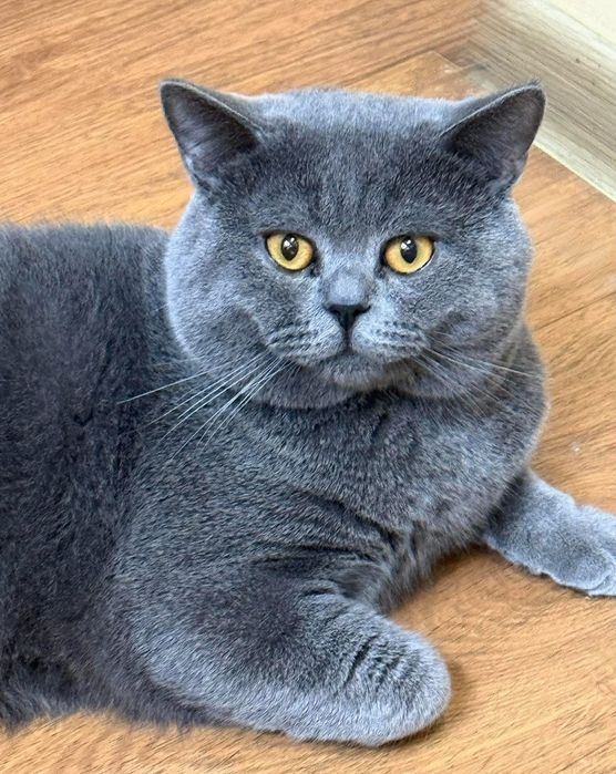 Британски котенца