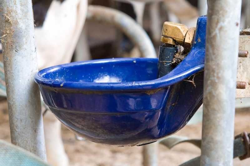 Индивидуальная поилка для корова