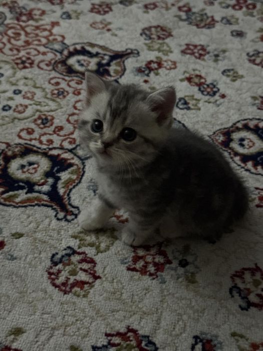 Котята домашние продам