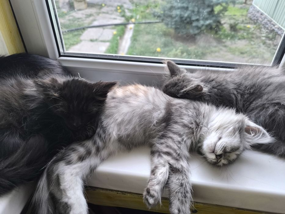 Отдам котят в добрые руки