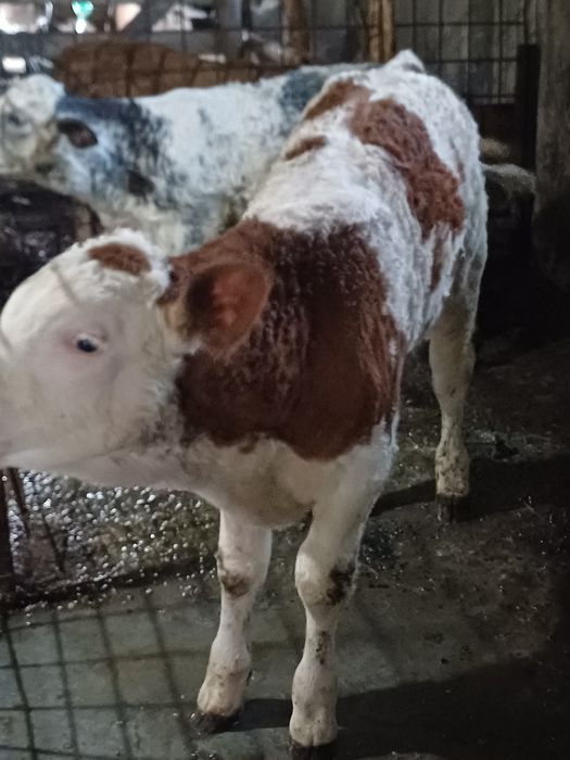 Vând tauras balțat!