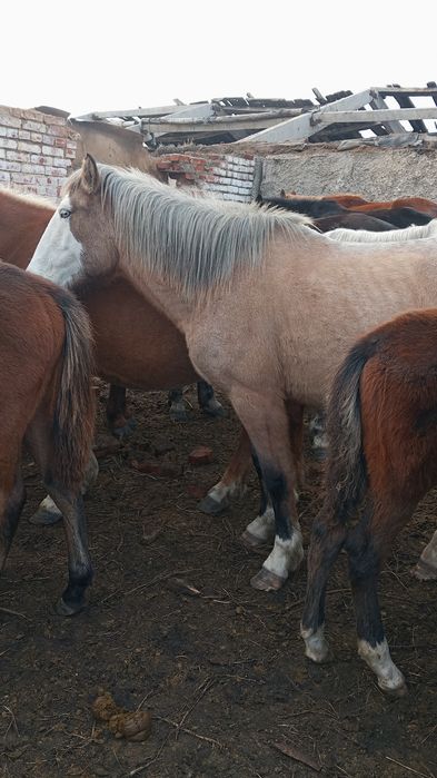 2 байталки на продаже