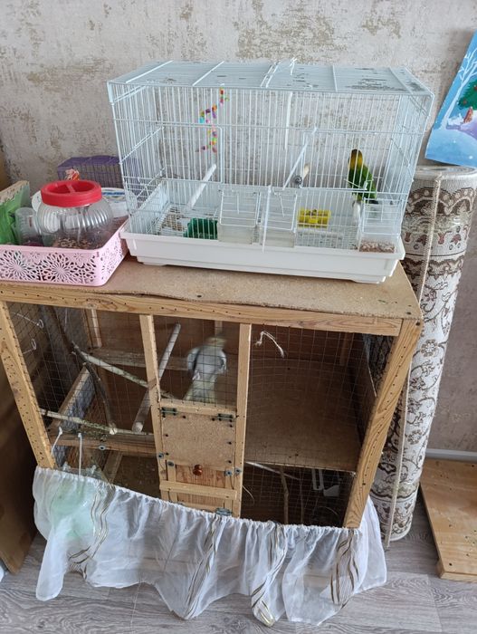 Попугай Корела инеразлучник