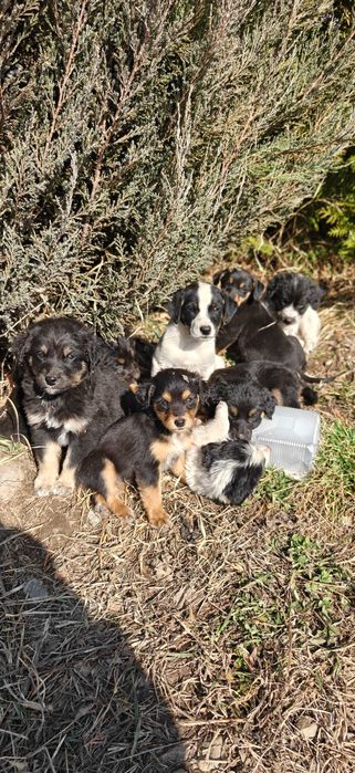 Подарите 9 щенятам дом!