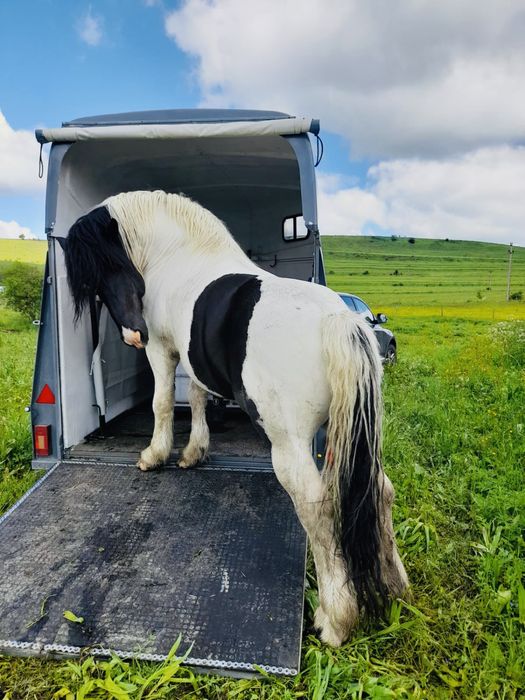 Armasar de monta,posibil si de vanzare
