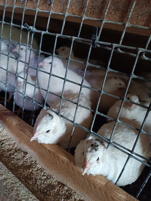 Продам перепелов несушек 50-70 дней