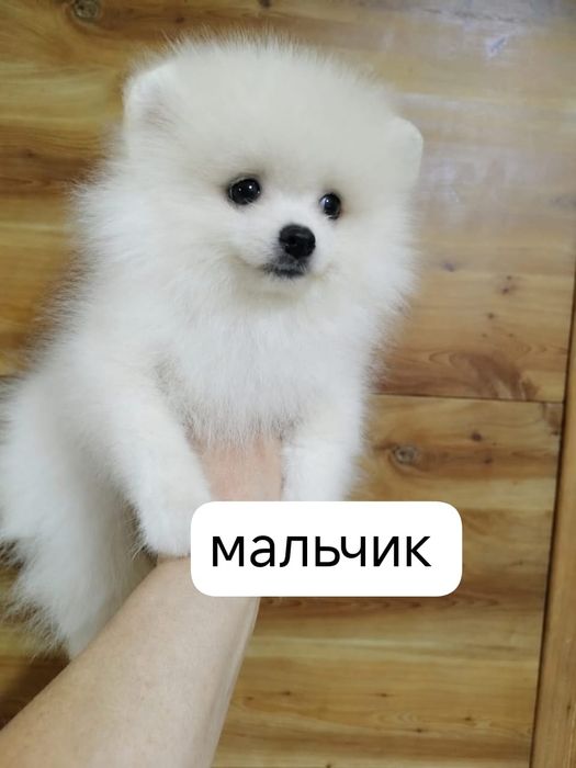Померанский шпиц щенки
