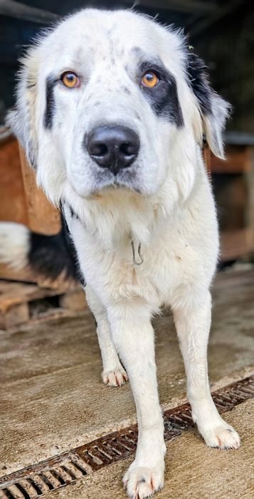 Бруно търси своя дом!