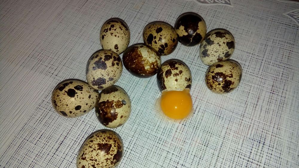 Ouă de prepelită proaspete pt consum, tratament