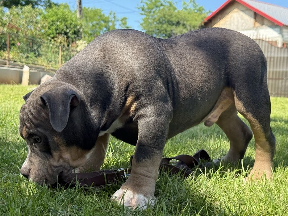 Vand mascul american bully pocket