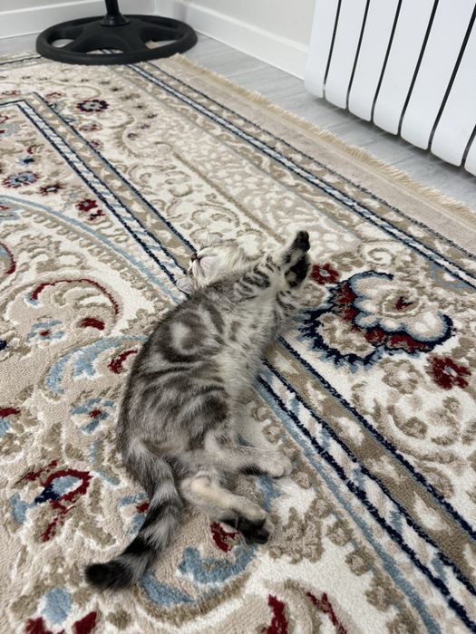 Продам кошку кызылорда