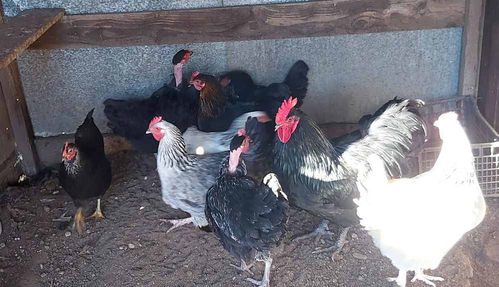 Gaini de țară de vanzare