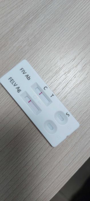 Найден упитанный кот