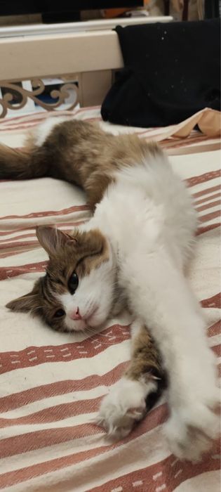 Отдаем кошку (стерилизованная)