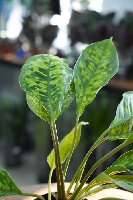 Хомаломена Камуфляж