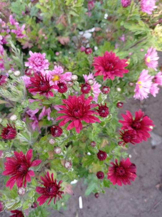 Хризантема недельная распродажа