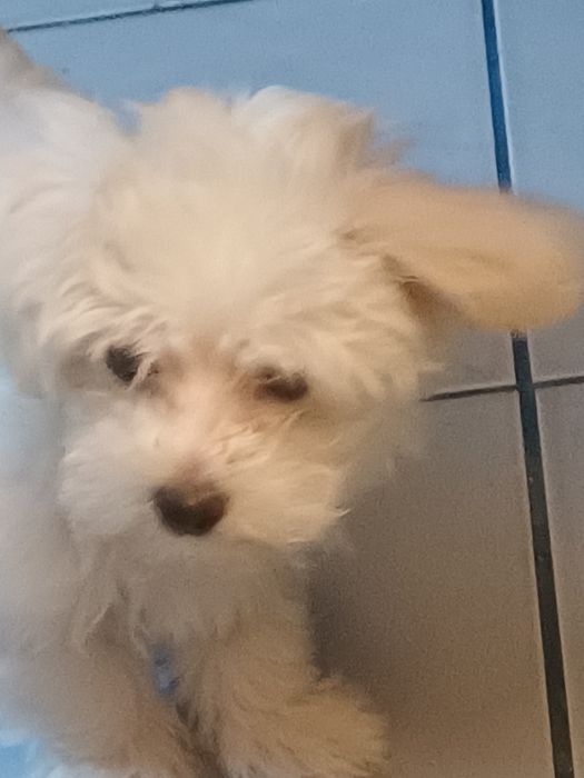 Vand pui de caine  bishon maltez talie mica