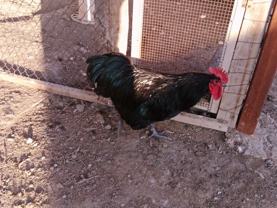 Петушок австролорп продается