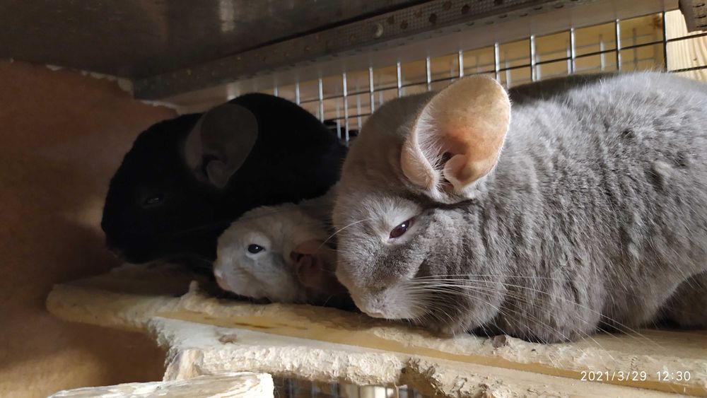 Шиншилла в ташкенте