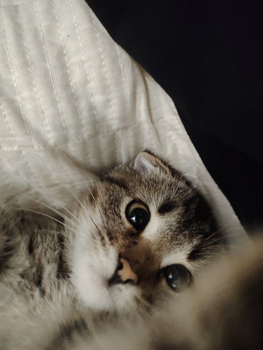 Мысык в доброе руки, тегын мискасымен, Бала мысык