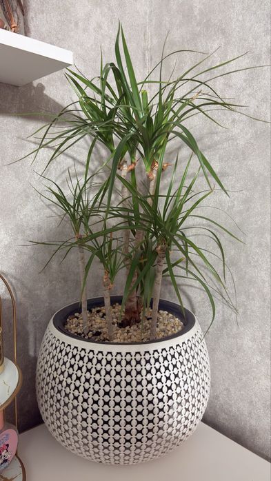 Драцена Маргината